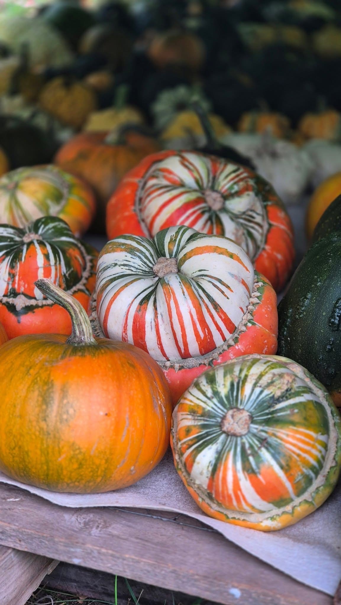 pumpa