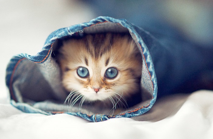 katt1 – kopia