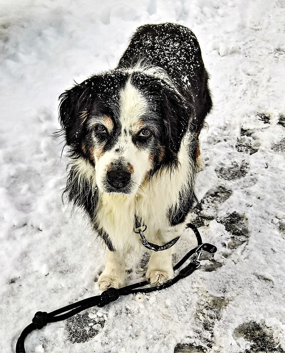 Hund-snö
