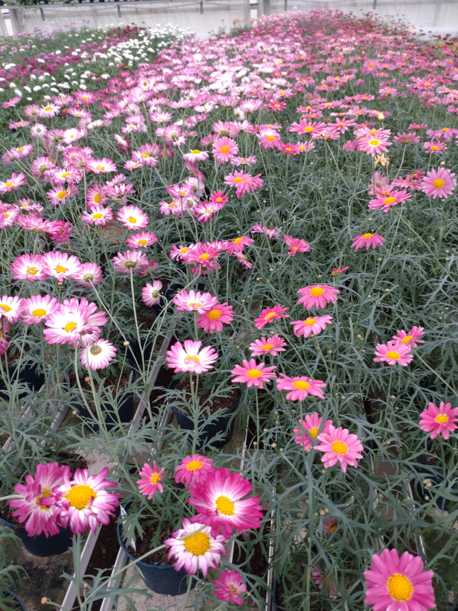 1000013063 (2)Blommor